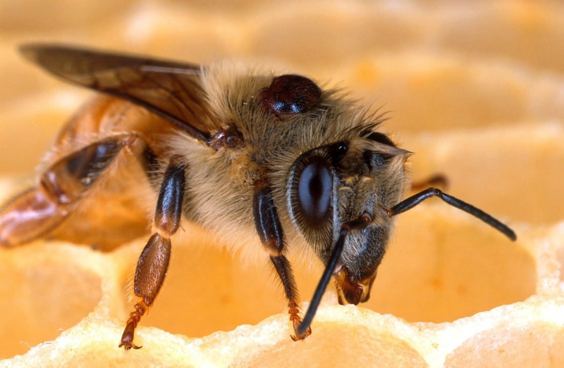 Biene mit Milbe